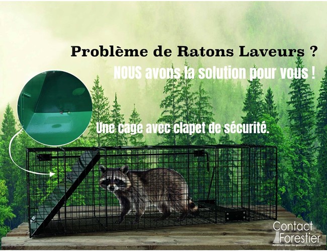 Cage à raton - laveur